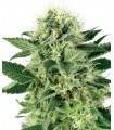 AUTO NORTHERN LIGHTS · Dr Green Seeds · semi di canapa all ingrosso · AutoFem