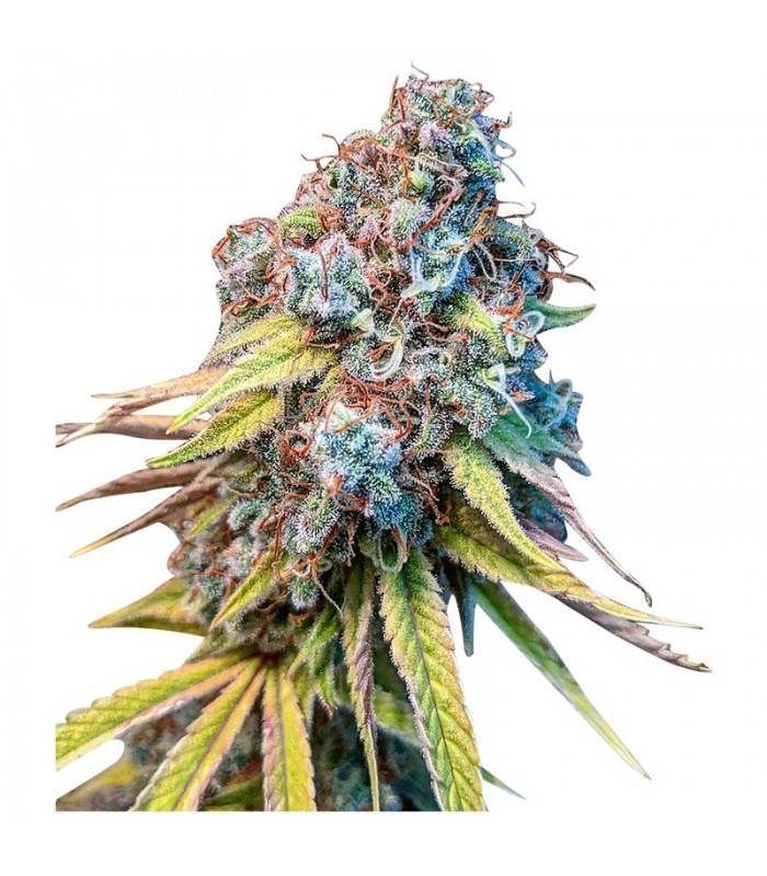 GELATO · Dr Green Seeds · semi di canapa all ingrosso · Fem