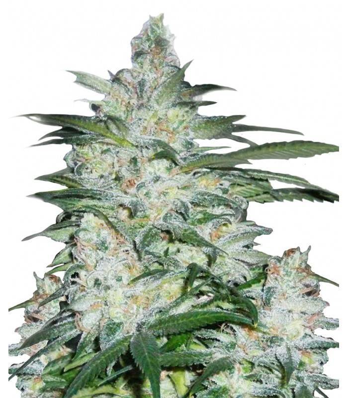 NORTHERN LIGHTS · Dr Green Seeds · bulk cannabis seeds · Fem