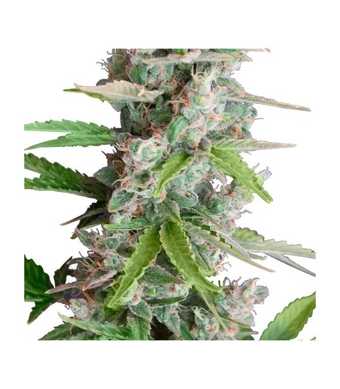 AUTO AK · Dr Green Seeds · semi di canapa all ingrosso · AutoFem