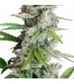 AUTO AK · Dr Green Seeds · semi di canapa all ingrosso · AutoFem