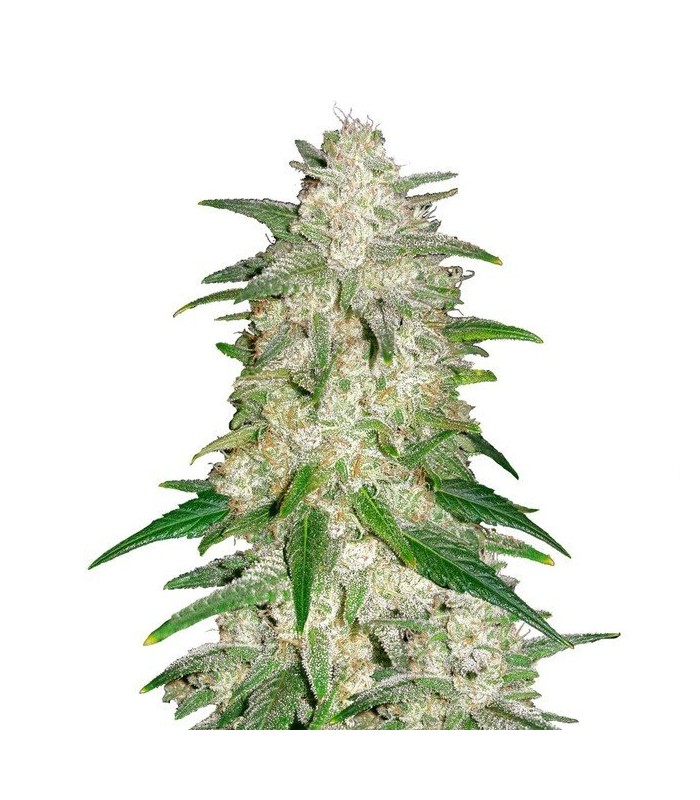 AUTO GELATO · Dr Green Seeds · semi di canapa all ingrosso · AutoFem