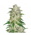 AUTO GELATO · Dr Green Seeds · semi di canapa all ingrosso · AutoFem