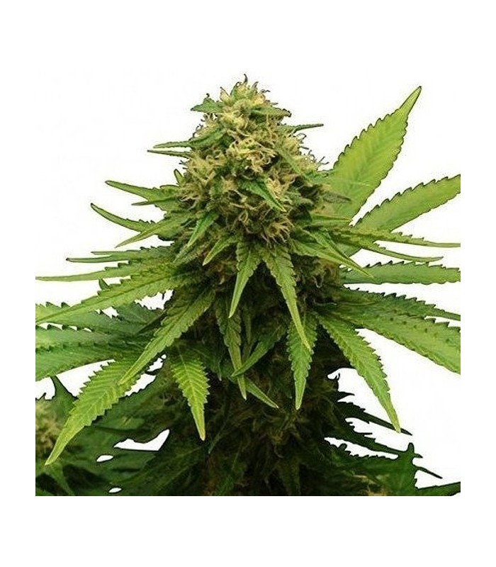 CRITICAL + · Dr Green Seeds · semi di canapa all ingrosso · Fem