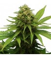 CRITICAL + · Dr Green Seeds · semi di canapa all ingrosso · Fem