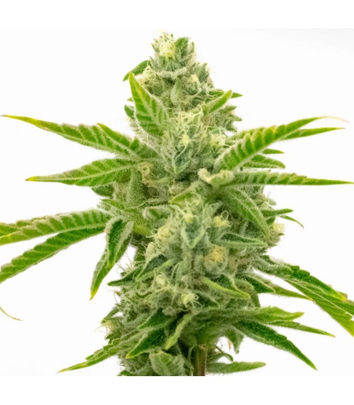 AMNESIA LEMON · Dr Green Seeds · semi di canapa all ingrosso · Fem