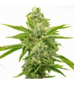 AMNESIA LEMON · Dr Green Seeds · semi di canapa all ingrosso · Fem