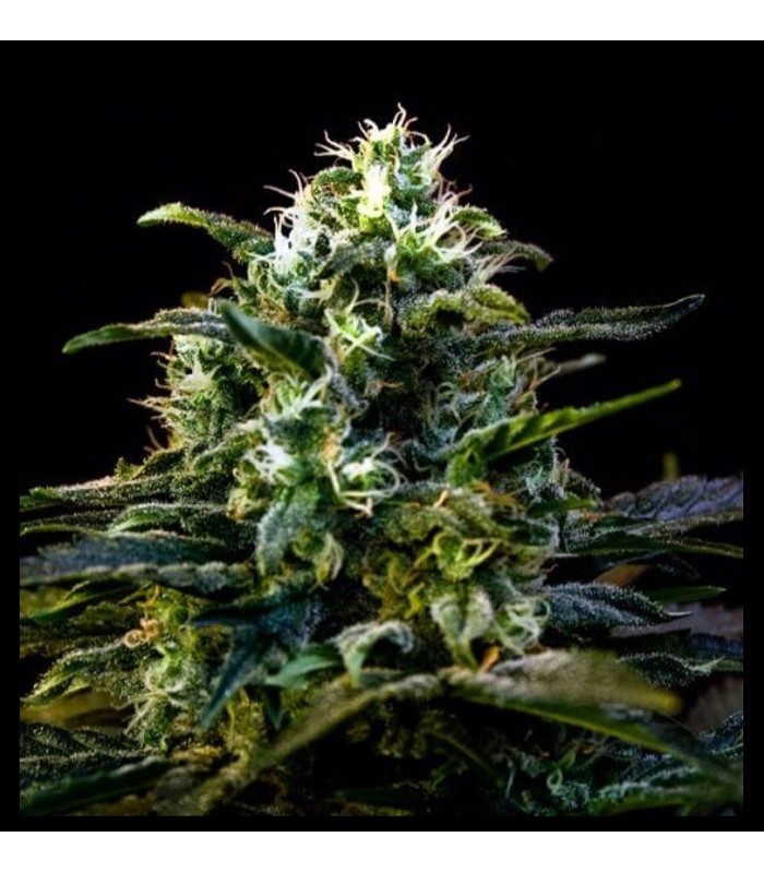 MAMBA NEGRA AUTO · Dr Green Seeds · semi di canapa all ingrosso · AutoFem