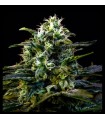 MAMBA NEGRA AUTO · Dr Green Seeds · semi di canapa all ingrosso · AutoFem