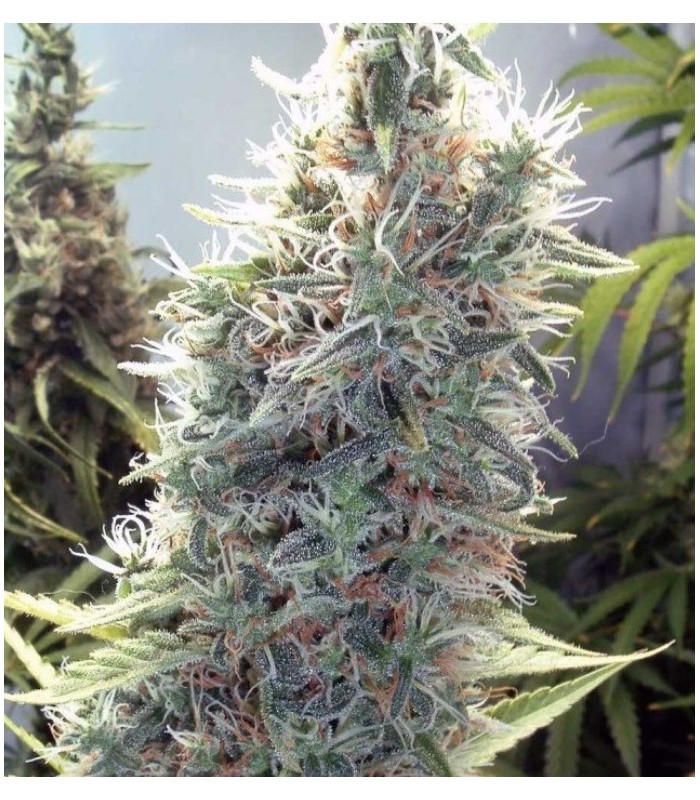 CINDERELLA WHITE · Dr Green Seeds · semi di canapa all ingrosso · Fem