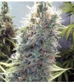 CINDERELLA WHITE · Dr Green Seeds · semi di canapa all ingrosso · Fem