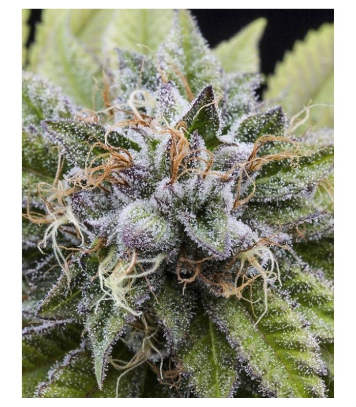 BUBBA KUSH · Dr Green Seeds · semi di canapa all ingrosso · Fem
