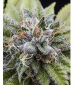 BUBBA KUSH · Dr Green Seeds · semi di canapa all ingrosso · Fem