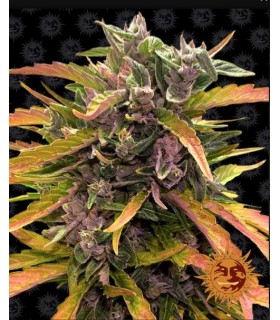 GORILLA GLUE AUTO · Barneys Farm · cannabis seeds · AutoFem