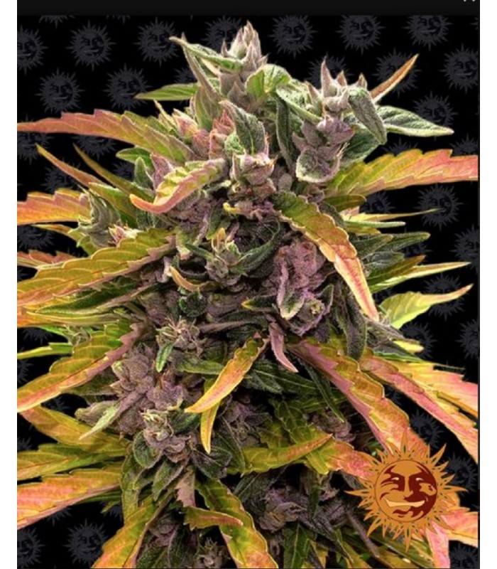 GORILLA GLUE AUTO · Barneys Farm · cannabis seeds · AutoFem