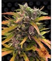 GORILLA GLUE AUTO · Barneys Farm · semi di canapa · AutoFem