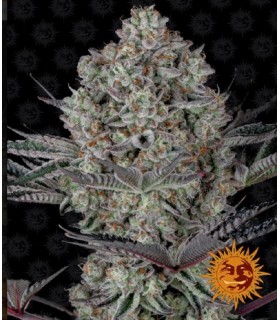 RUNTZ MUFFIN · Barneys Farm · kenevir tohum · Disi · Fem