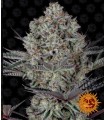 RUNTZ MUFFIN · Barneys Farm · kenevir tohum · Disi · Fem