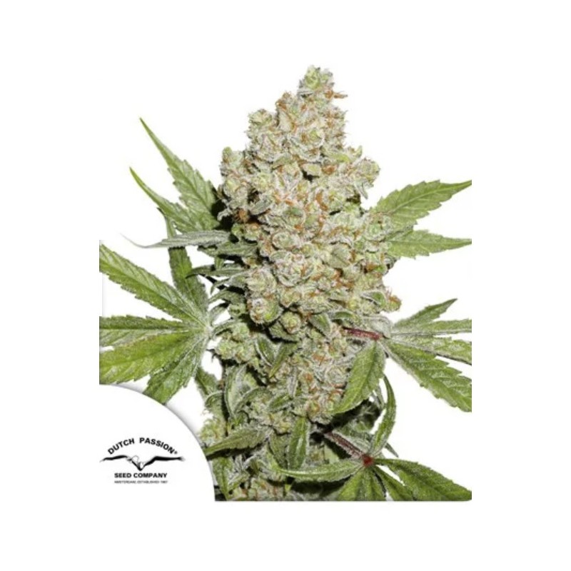 AUTO LEMON KIX · Dutch Passion · kaufen cannabis samen · Auto Fem