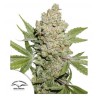AUTO LEMON KIX · Dutch Passion · sementes de maconha · Auto Fem