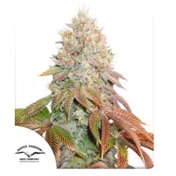 AUTO BANANA BLAZE · Dutch Passion · kenevir tohum · Disi · Auto Fem