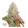 AUTO BANANA BLAZE · Dutch Passion · semi di canapa · Auto Fem