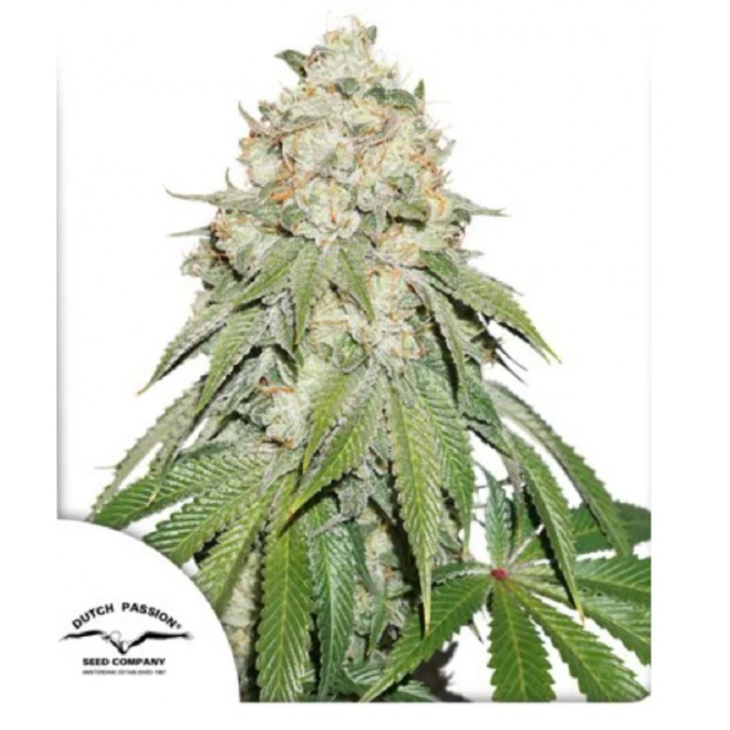 BANANA BLAZE · Dutch Passion · cannabis seeds · Fem