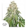 BANANA BLAZE · Dutch Passion · cannabis seeds · Fem
