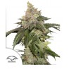 KEROSENE KRASH · Dutch Passion · cannabis seeds · Fem