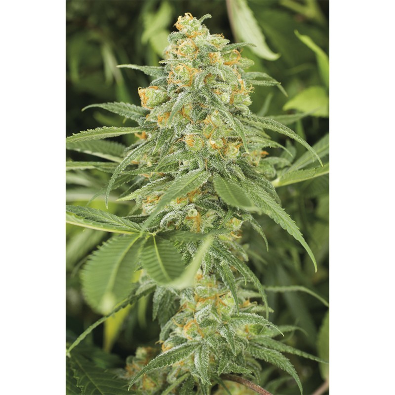 GREEN CRACK · Dr Green Seeds · bulk cannabis seeds · Fem