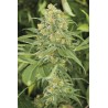 GREEN CRACK · Dr Green Seeds · semi di canapa all ingrosso · Fem