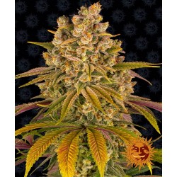 LEMON TREE · Barneys Farm · kaufen cannabis samen · Fem
