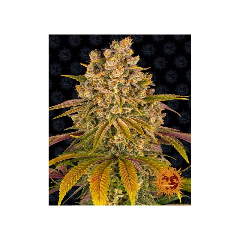 LEMON TREE · Barneys Farm · semi di canapa · Fem