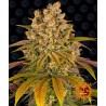 LEMON TREE · Barneys Farm · kaufen cannabis samen · Fem