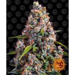 STRAWBERRY CHEESCAKE AUTO · Barneys Farm · cannabis seeds · AutoFem