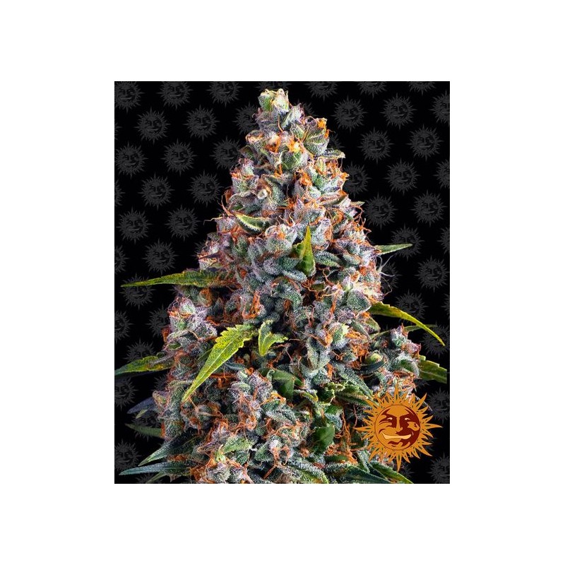 STRAWBERRY CHEESCAKE AUTO · Barneys Farm · semi di canapa · AutoFem
