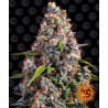 STRAWBERRY CHEESCAKE AUTO · Barneys Farm · cannabis seeds · AutoFem