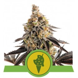Cookies Gelato Auto Semi | Royal Queen Seeds | Dr.Green