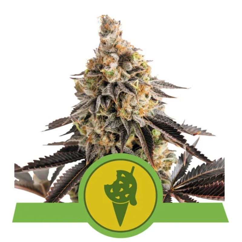 Cookies Gelato Auto Semi | Royal Queen Seeds | Dr.Green