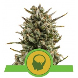 Amnesia Haze Automatic – Autoflowering Samen Royal Queen Seeds