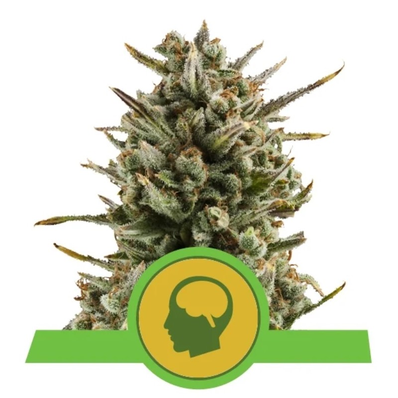 Amnesia Haze Automatic – Semi Autofiorenti Royal Queen Seeds