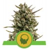Amnesia Haze Automatic – Semi Autofiorenti Royal Queen Seeds