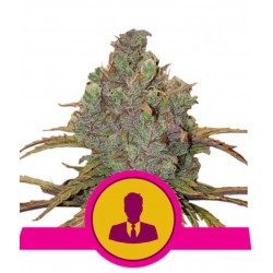 EL PATRON · Royal Queen Seeds · cannabis seeds · Fem