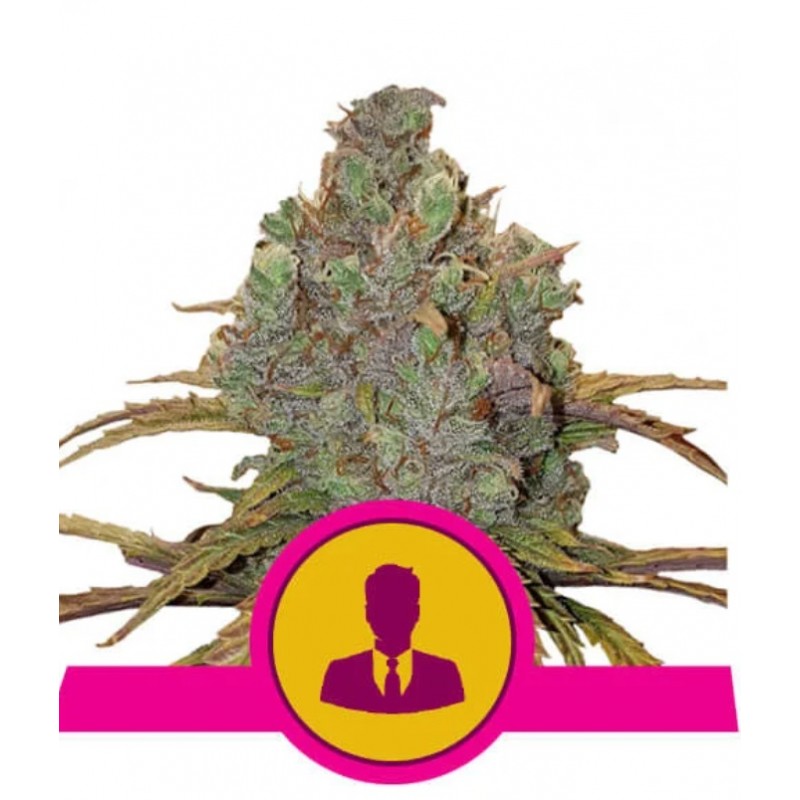 EL PATRON · Royal Queen Seeds · cannabis seeds · Fem