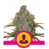 EL PATRON · Royal Queen Seeds · cannabis seeds · Fem