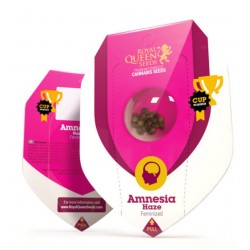 Amnesia Haze – Sementes Feminizadas Royal Queen Seeds