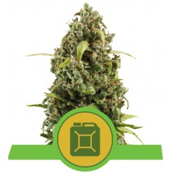 DIESEL AUTO · Royal Queen Seeds · kenevir tohum · Disi · AutoFem