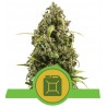 DIESEL AUTO · Royal Queen Seeds · kenevir tohum · Disi · AutoFem