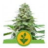 EASY BUD · Royal Queen Seeds · semi di canapa · AutoFem
