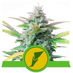 QUICK ONE · Royal Queen Seeds · sementes de maconha · AutoFem